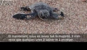 Au Liban, la folle course vers la mer des bébés tortues - L'Orient-Le Jour