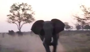 Un éléphant charge un groupe de touristes dans une jeep... Terrifiant