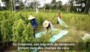 Colombie: des migrants vénézuéliens dans les champs de coca