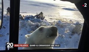 Russie : quand des ours polaires envahissent la ville