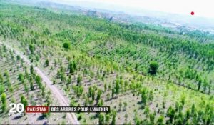 Pakistan : 1 milliard d'arbres plantés pour l'avenir