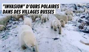 "Invasion" d'ours polaires dans des villages russes