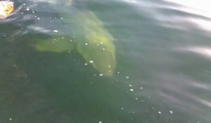 Ces pecheurs s'amusent à attirer un grand requin blanc avec du poisson - Jacksonville, FL