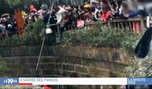Frayeur en Chine dans un zoo où une jeune fille tombe dans un enclos - Regardez