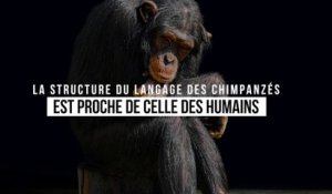 La communication chez les chimpanzés suit les règles de la linguistique humaine