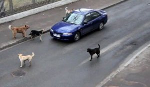 Des chiens errants s'en prennent à une voiture en pleine route