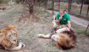 Ce dresseur russe est très à l'aise avec ses énormes lions...