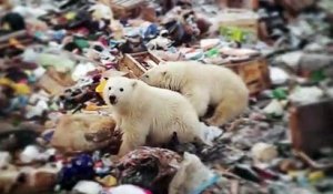 Invasion d’ours polaires en Russie : "Une ingérence humaine dans un territoire qui devrait être dédié aux ours", selon un chercheur