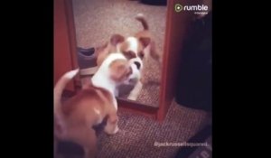 Un chiot joue avec son reflet