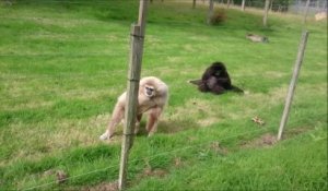 Ces singes Gibbon découvrent un hérisson et leur réaction est magique