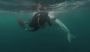 Ce plongeur nage avec un grand requin blanc