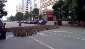 Des centaines de canards en pleine ville traversent la route