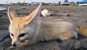 Un chat veut faire une blague à un petit renard