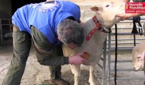 VIDEO. Nieuil-l'Espoir : Philippe Berger éleveur de moutons se prépare pour le Salon de l'Agriculture
