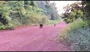 Quand un jaguar et une panthère noire se rencontrent au milieu d'un chemin