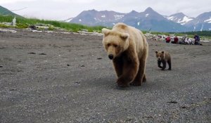 Impressionnant : ces touristes croisent un énorme ours accompagné de ses petits