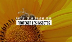 Une loi en Allemagne pour protéger les insectes