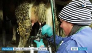 Agriculture : la vache bleue du Nord, égérie du salon