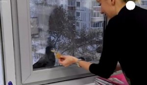Ce corbeau vient demander à manger à la fenetre d'un appartement