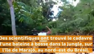 Une baleine à bosse retrouvée... dans la forêt amazonienne