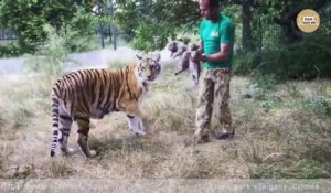 Ce soigneur vient présenter ses bébés à une maman tigre...