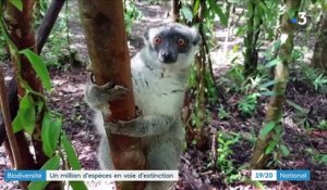 Biodiversité : les lémuriens en danger dans les forêts de Madagascar