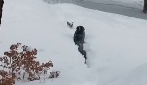 Ce chien trace un chemin à son ami bloqué dans la neige