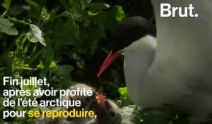 Le Dodo Un Célèbre Oiseau Tristement Disparu