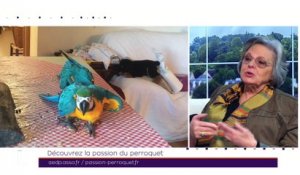 TILT - 08/03/2019 Partie 3 - Découvrez la passion du perroquet
