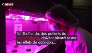 Thaïlande : le cannabis médical testé sur des patients en cancérologie