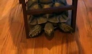 Cette tortue déménage la chaise avec elle !