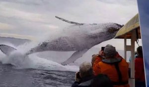 Ces touristes vont assister à un saut de baleine incroyable
