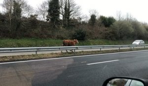 Une vache perdue sur la Transbigoudène, en allant vers Pont-l’Abbé