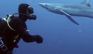 Un requin fait une "bise" à un plongeur