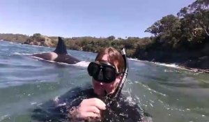 Nager avec des orques en Nouvelle-zélande... Incroyable