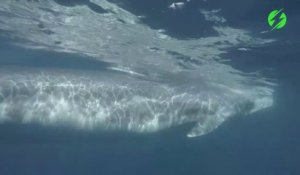 La réaction de ce plongeur qui nage à coté d'une baleine immense : mythique