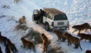 Voilà comment on nourrit les tigres dans ce parc animalier - Harbin Tiger Park