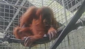 Un orang-outan blessé sauvé en Indonésie