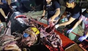 40 kg de plastique dans le ventre d’une baleine retrouvée morte aux Philippines