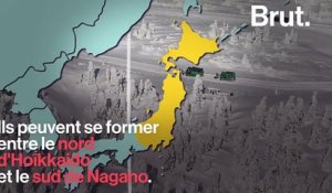 Au Japon, les "monstres de glace" sont menacés par le réchauffement climatique