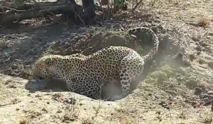 Ce léopard en pleine chasse va sortir quelque chose d'incroyable de son trou