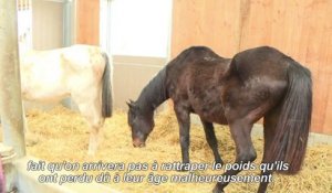 En Normandie, des chevaux maltraités reprennent goût à la vie