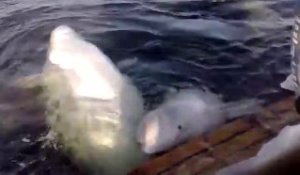 Ces belugas adorables viennent jouer avec ces touristes en bateau