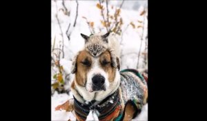 Le Long Pet Du Chien Va Faire Vomir Le Chat Sur Orange Vidéos