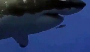 Ce petit poisson courageux nage devant un grand requin blanc... Même pas peur