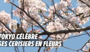 Tokyo célèbre ses cerisiers en fleurs