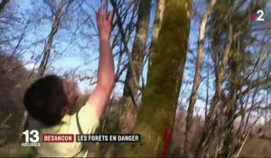 Besançon : les forêts en danger
