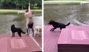 Un chien panique en voyant son maître tomber dans l'eau