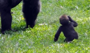 Quoi de plus adorable que ce bébé gorille qui court vers sa maman