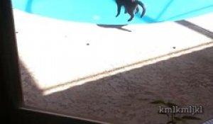 La Reaction De Ce Chat Face A Son Maitre Qui Fait Semblant De Frapper Son Bebe Est Surprenante Sur Orange Videos